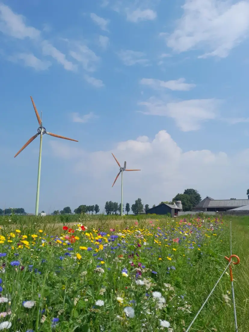 Wilde bloemen met windmolens en de boerderij op de achtergrond