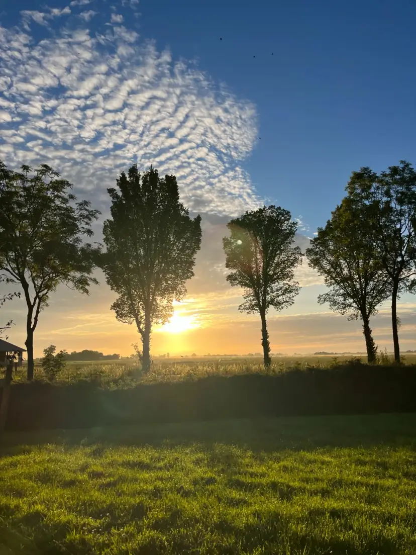 De zon komt op achter een rij bomen