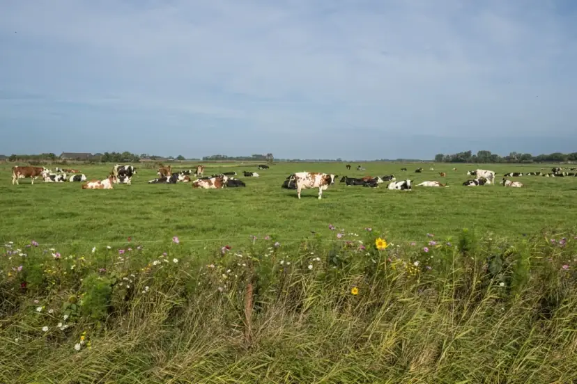 Koeien in het weiland rond de boerderij in Onderdendam